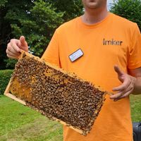Ein Mann mit orangefarbenem T-Shirt zeigt Bienen.